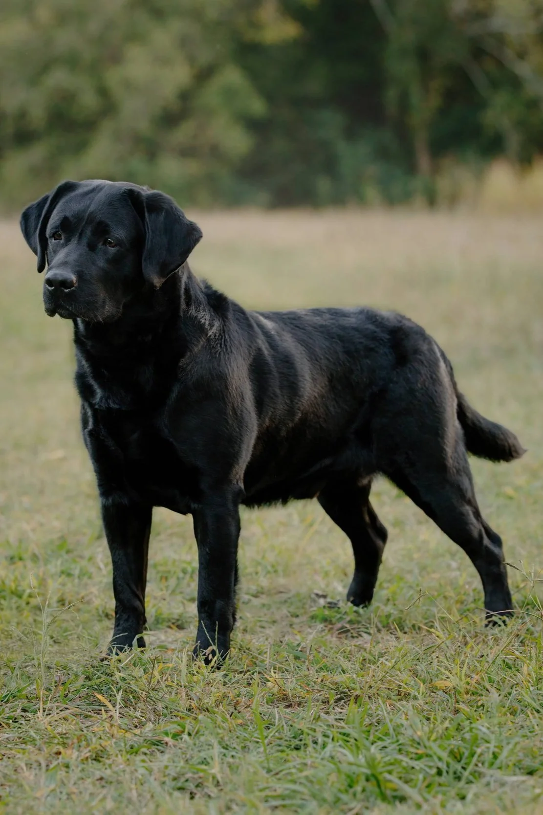Twisted Clovers Labrador Retrievers